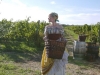 grape-stomping-in-tuscany